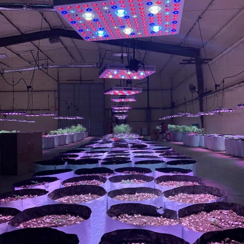 Phlizon Full Spectrum COB LED-groei Licht ons