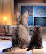 From Sudan Dingli arabic gum kibbled form