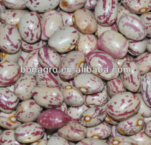 Light speckled kidney bean, oval shape
