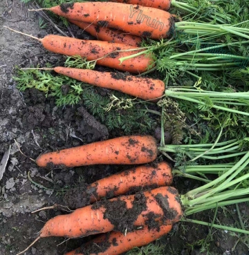 Top Quality Fresh Carrot with Export Standard