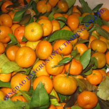 Fresh Mandarin Oranges