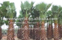 Washingtonia robusta rooted in sand