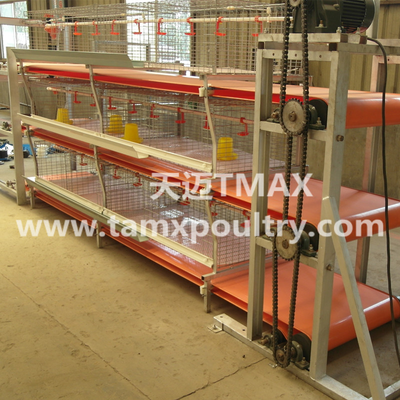 Automatic Broiler Manure Removal System