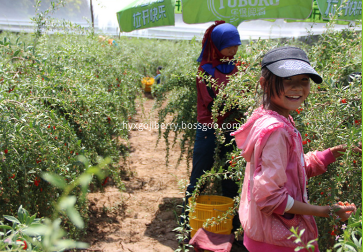 goji planting 