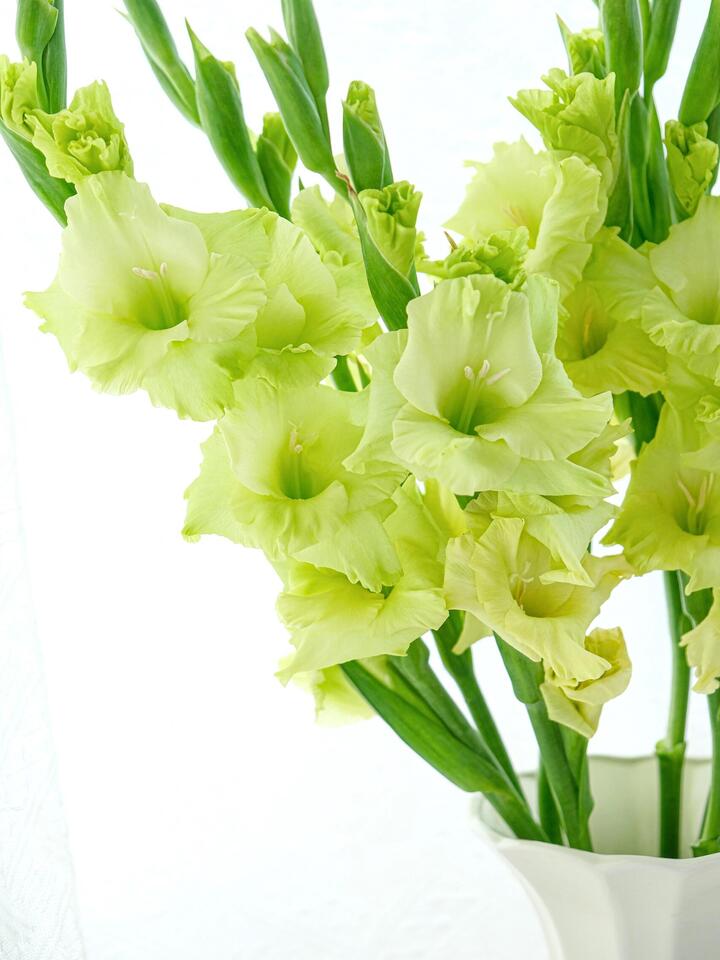 সবুজ গ্ল্যাডিওলাস Green Gladiolus