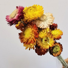 Handmade Dried Chrysanthemum Flowers for Floral Arrangements