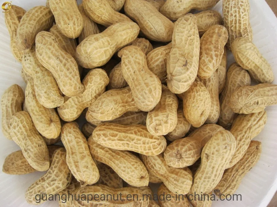 2020 New Crop Factory High Quality Peanut in Shell