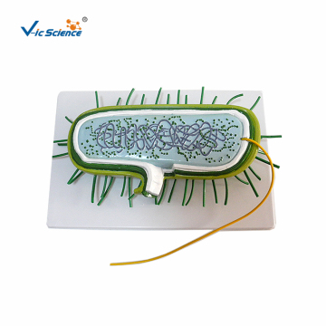 Biology Bacterial Amplification Teaching Model