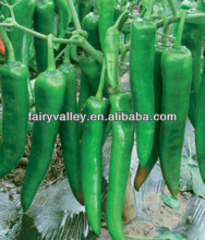 First 809-Chinese Green Red Hot Chili Peppers Seeds