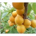 Egyptian best taste fresh apricot for sale