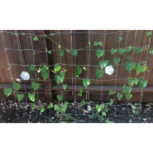 Vente chaude Green Nylon Soft Plant Grid