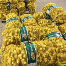 Good Fresh Yellow Ginger