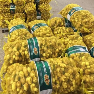 Good Fresh Yellow Ginger