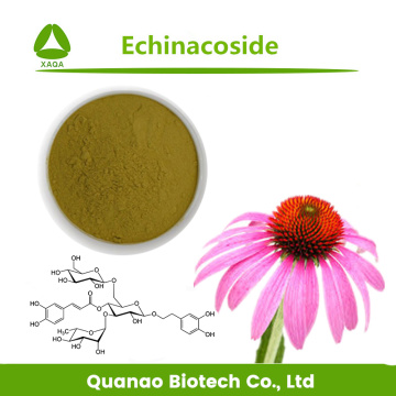 Echinacea Purpurea Extract Echinacoside 4% Precio en polvo
