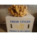 40' Reefer Container Fresh Ginger by Carton Packing