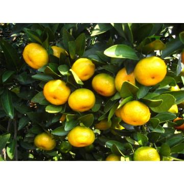 Ubora wa Juu wa Nanfeng Baby Mandarin Orange Export Price