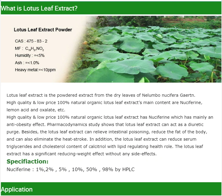 100% Natural Plant Water Soluble Lotus Leaf Extract 2% 5% Nuciferine