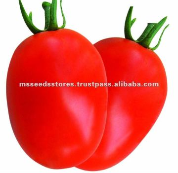 Prada F1 Hybrid Tomato Seeds