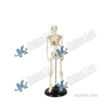 50100.07A: Comprehensive Information on the Detailed Anatomy of the Human Skeleton