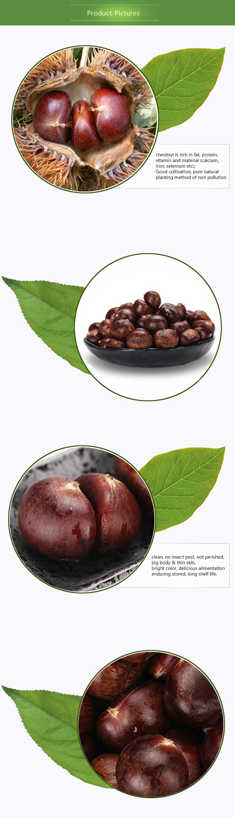 New Season Chinese Raw Chestnuts Fresh Chestnut for export