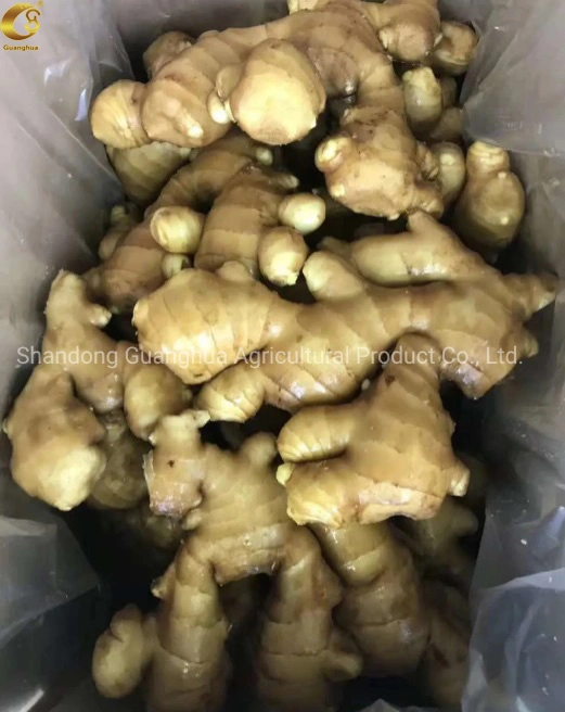 Hot Sales New Crop Fresh Ginger