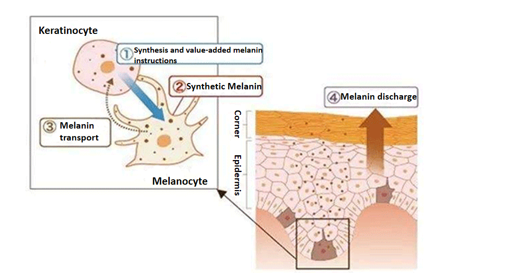Кира алфа арбутин прах kyra alpha arbutin powder