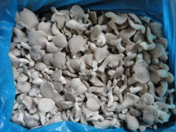 IQF Frozen Pleurotus Ostreatus Chinese Oyster Mushroom