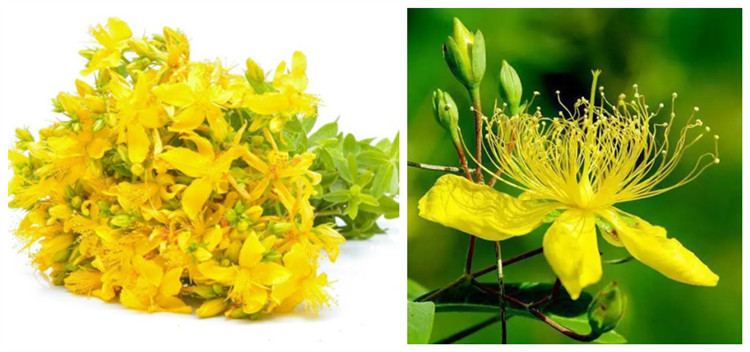 St John S Wort P E St John S Wort P E