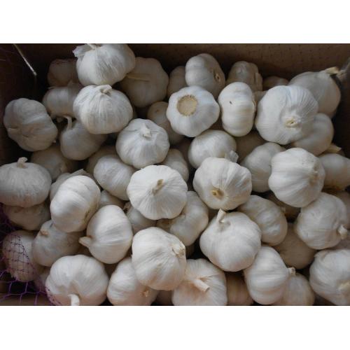 High Quality Fresh safi safi Garlic