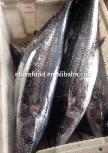 natural resources Spanish mackerel