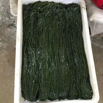 Frozen Salted Wakame Stem Cut for Seaweed Salad