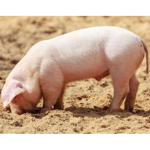 Komplexe Enzyme, die als Futterzusatz für Schweine verwendet werden