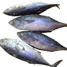 The ship frozen bonito fish(skipjack tuna)