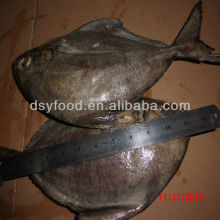 black pomfret
