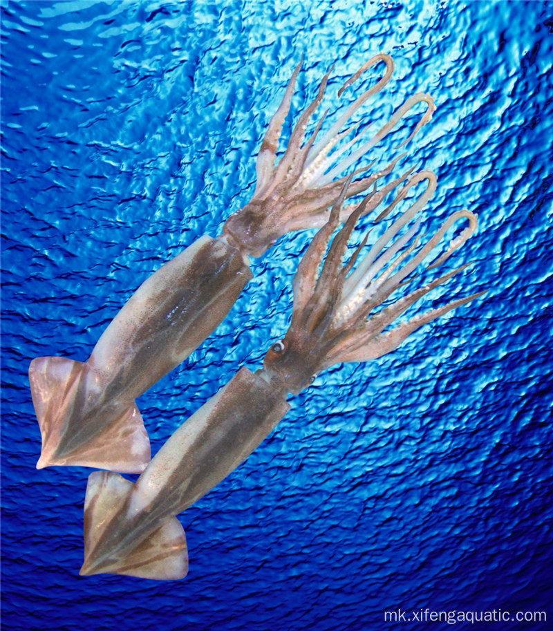 Висококвалитетна морска храна Цела замрзната лигњи Илекс