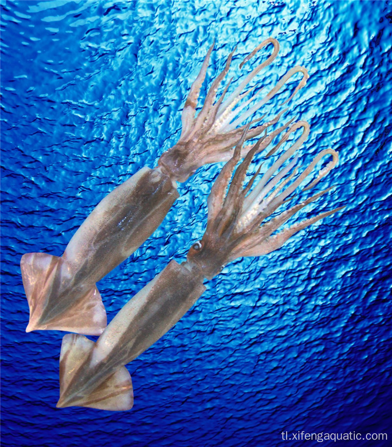 High Quality Seafood Whole Frozen Illex Squid
