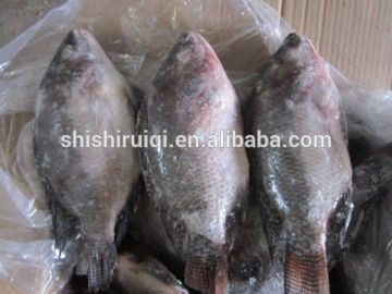 Freezing Process and BRC,FDA,HACCP Certification Tilapia WGS