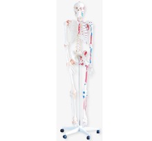 Skeleton with Muscles and Ligaments 180cm Tall