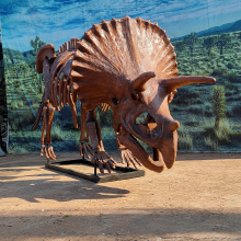 Triceratops Skeleton for Sale