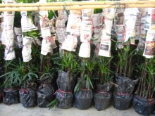 raphis excelsa indoor palm