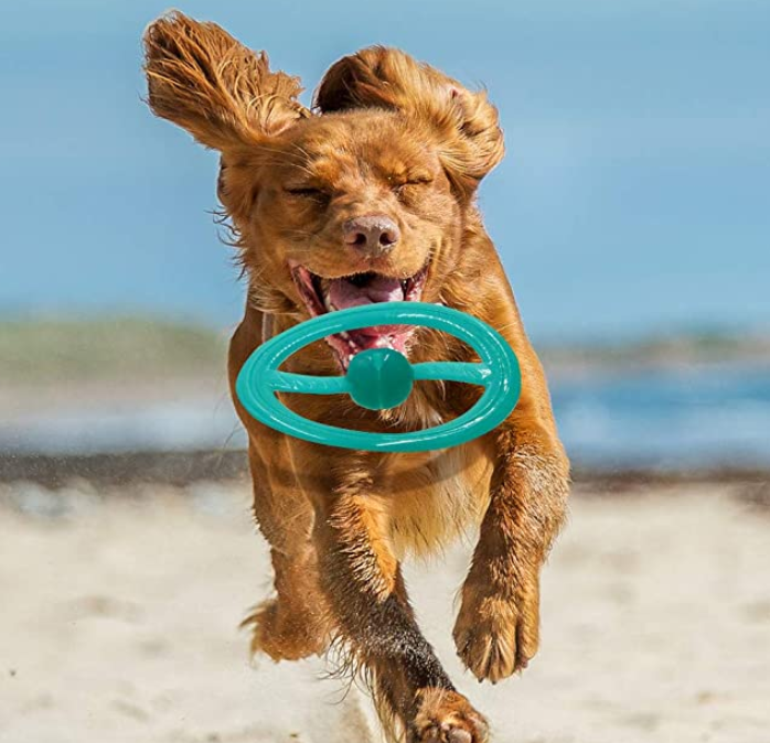 Flyer Dog Training Toy