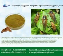 Cicadae Periostracum Cicada Slough Extract Powder