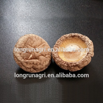Wholesale Smooth Shiitake Mushroom Exported to England