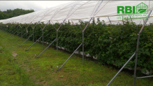 Plastic Tunnel for Strawberries Agriiculture tunnel greenhouse