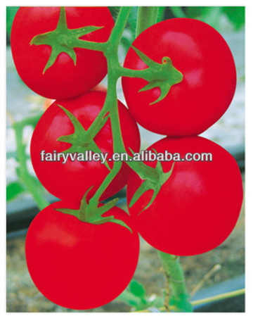 Hybrid seeds tomato vegetable seeds tomato seeds-Sky Fortune 569