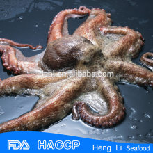 Frozen whole octopus iqf and dried octopus