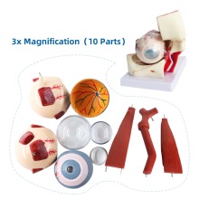 3x Enlarged Plastic Human Eye Anatomy Model - 9-Part Removable Educational Resource