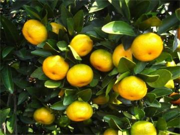 Wholesale Price Baby Mandarin with Good Quality