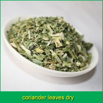 coriander leaves dry