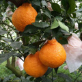 Oranges fraîches aux agrumes